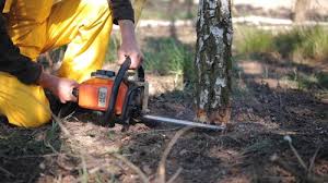 Best Tree Preservation Services  in Powell, OH