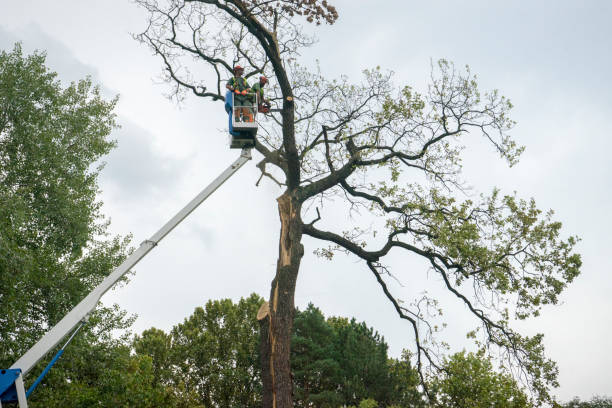 Best Root Management and Removal  in Powell, OH